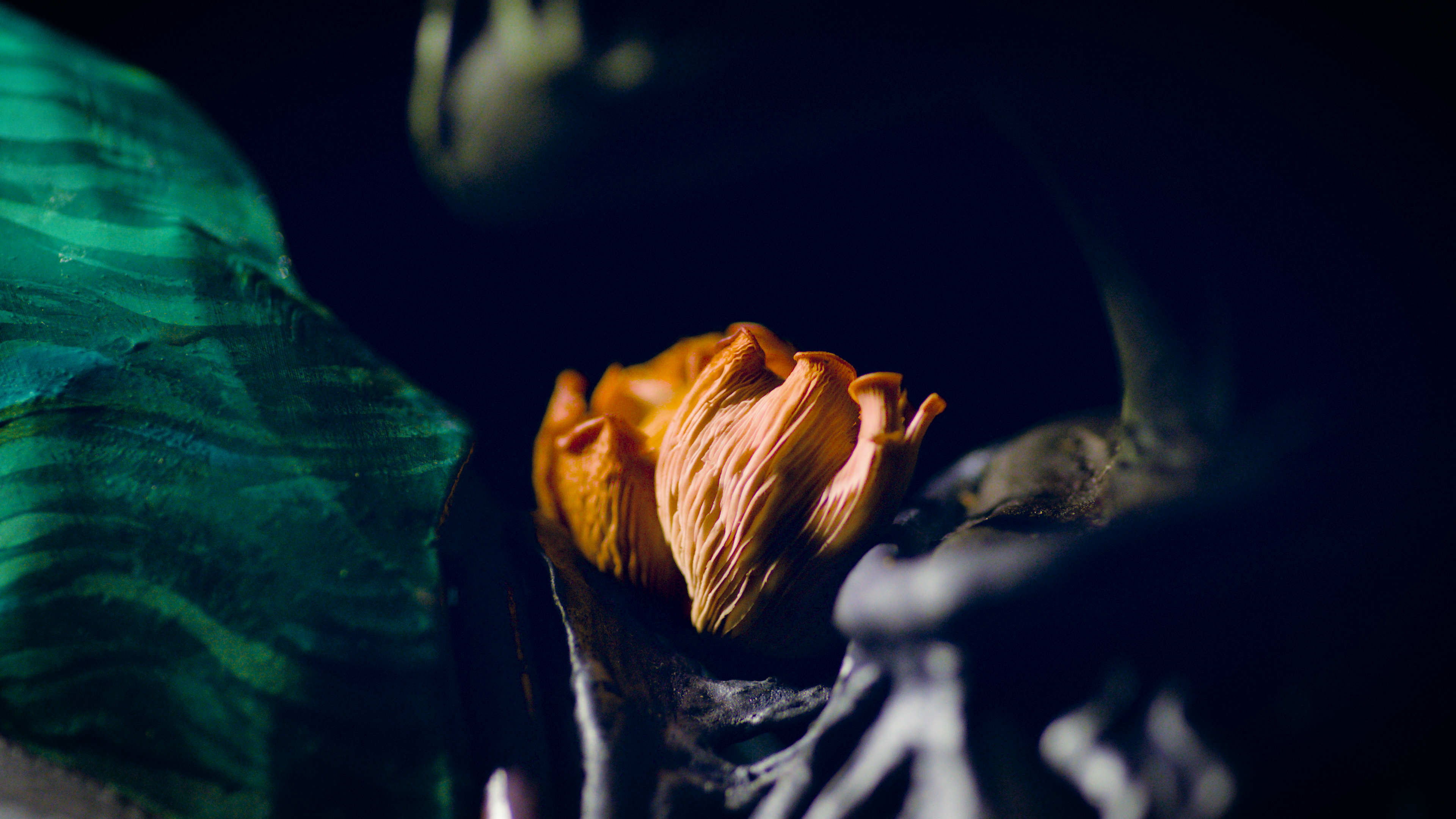 BR4738 - The Avowed - 169 - Edit 8 - 2025-02-17.00_00_39_01.Still050