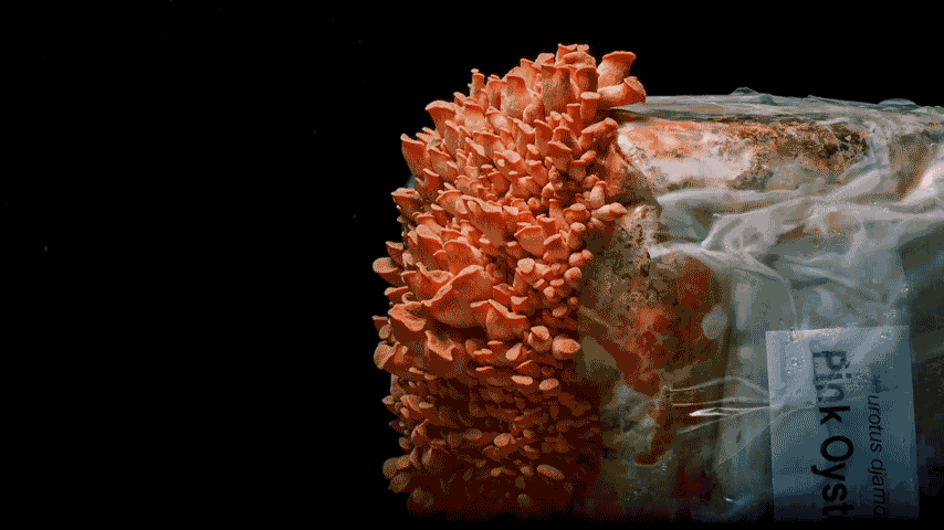 BR4738---The-Avowed---169---bag-growth