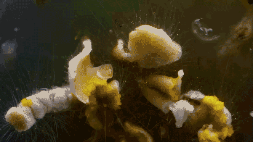 BR4738---The-Avowed---Timelpase-export-A_V2