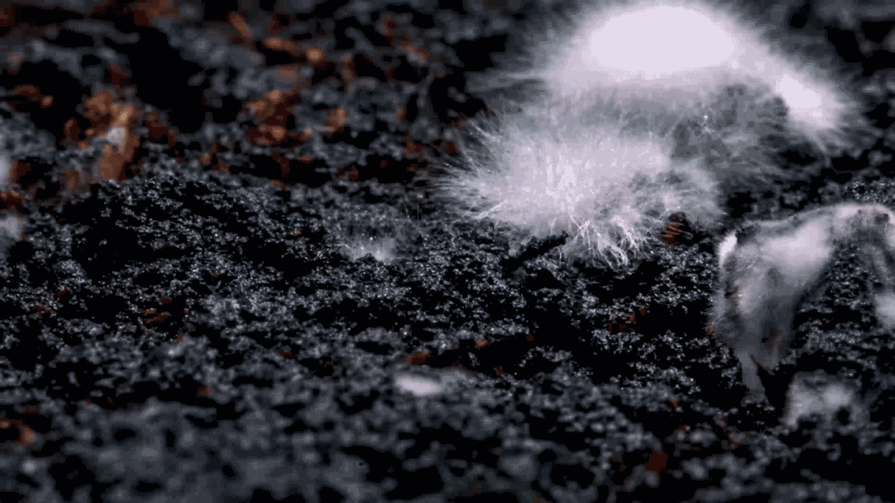 BR4738---The-Avowed---Timelpase-export-C