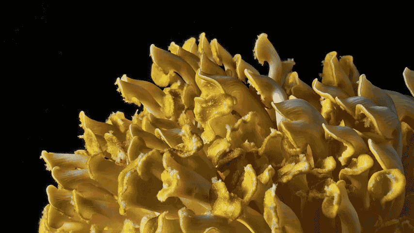 BR4738---The-Avowed---Timelpase-export-D_V2